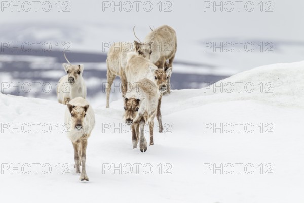 A small herd of reindeer (Rangifer tarandus) crosses a snowfield, snow, winter, cold, Sweden