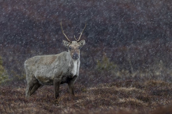 Snowfall in May is certainly not unknown to the reindeer cow (Rangifer tarandus), snowfall, snow, winter, cold, Sweden
