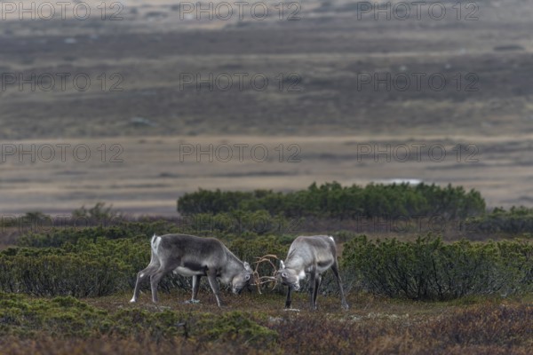 Two young reindeer bulls (Rangifer tarandus) measure their strength in a playful fight, ranking, rival, opponent, Sweden