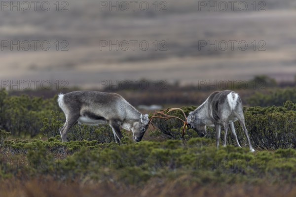 The young reindeer bulls (Rangifer tarandus) start practising early for the rutting fights, ranking, rival, opponent, Sweden