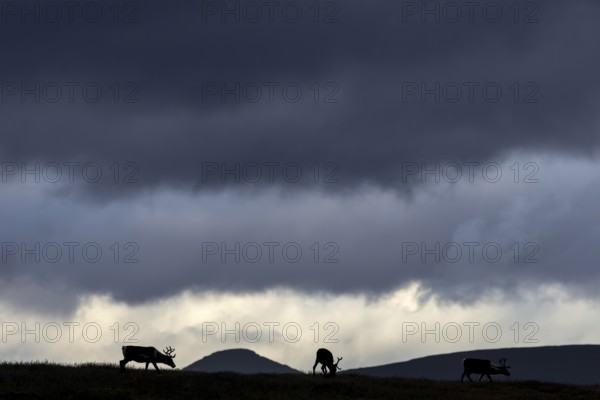 While the reindeer (Rangifer tarandus) graze on a mountain ridge, a storm front builds up in the sky, storm, thunderstorm, rain, Sweden
