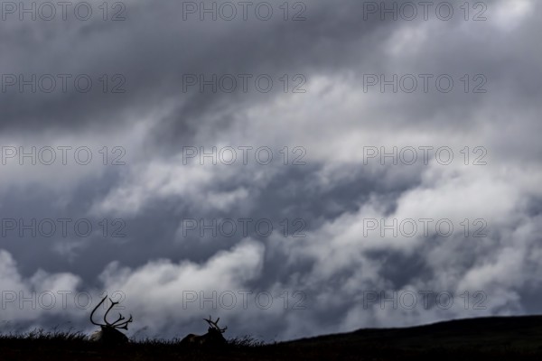 Two reindeer (Rangifer tarandus) are not disturbed by the approaching storm front, storm, thunderstorm, rain, Sweden