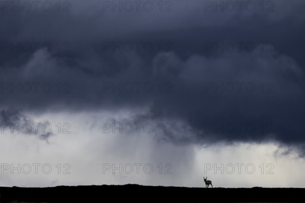 A reindeer (Rangifer tarandus) in front of a storm front and the first rain in the background, storm, thunderstorm, rain, Sweden