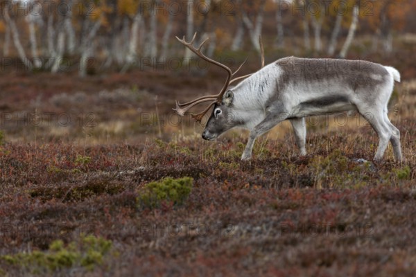 The scent of a female gives the reindeer bull (Rangifer tarandus) pause, rutting season, mating season, autumn, Sweden