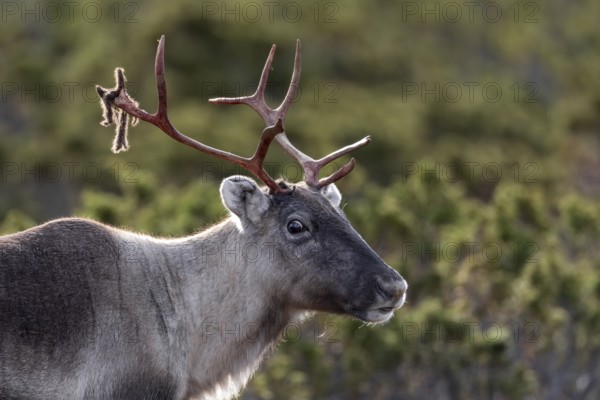 Portrait of a reindeer cow (Rangifer tarandus), rutting season, mating season, autumn, Sweden