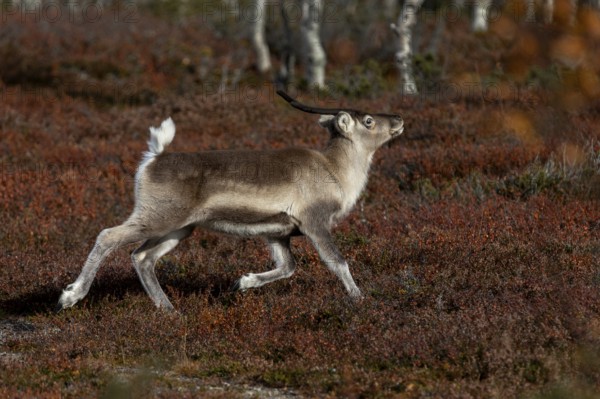 The reindeer calf (Rangifer tarandus) shows the typical posture of the species when trotting, rutting season, mating season, autumn, Sweden
