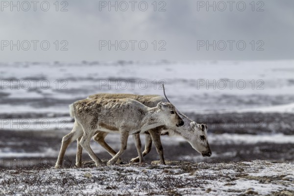 A reindeer cow (Rangifer tarandus) walks across the snow-covered tundra with her last year's calf, snow, winter, cold, Sweden