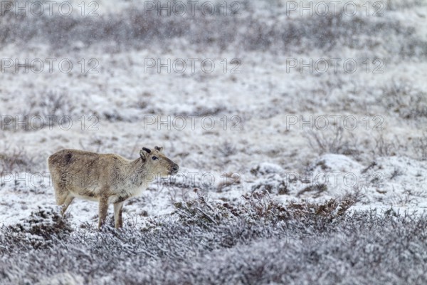 Reindeer cow (Rangifer tarandus) in the snow, snowfall, snow, winter, cold, Sweden