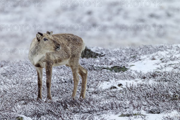 The name Ren, for the reindeer (Rangifer tarandus) originated from Nordic spellings, such as Swedish, Norwegian and Icelandic, snowfall, snow, winter, cold, Sweden