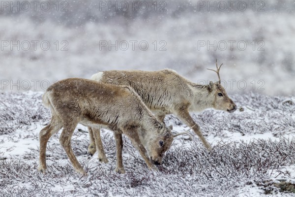 Two reindeer calves (Rangifer tarandus) walking across the snowy tundra, snowfall, snow, winter, cold, Sweden