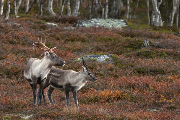 A reindeer cow (Rangifer tarandus) with calf in the autumn tundra, rutting season, mating season, autumn, Sweden