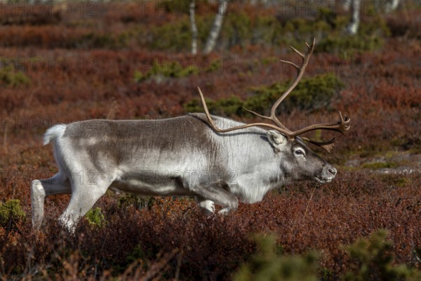 A reindeer bull (Rangifer tarandus) follows his herd wandering across the tundra during the rut, rut, rut, mating season, autumn, Sweden