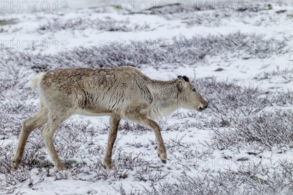 A reindeer cow (Rangifer tarandus) foraging in the snow, snowfall, snow, winter, cold, Sweden