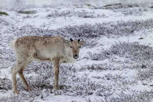 Despite the snow, the reindeer cow (Rangifer tarandus) finds enough food, snowfall, snow, winter, cold, Sweden