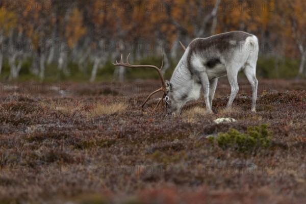 The scents contained in a female's urine seem to be of great interest to the reindeer bull (Rangifer tarandus), rutting season, mating season, autumn, Sweden