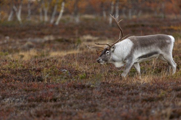 The reindeer bull (Rangifer tarandus) follows his herd with bowed head, rutting season, mating season, autumn, Sweden