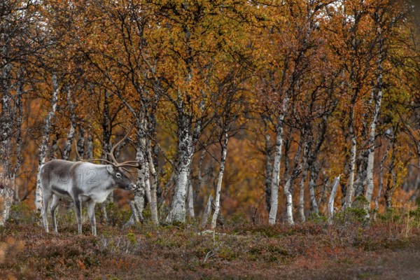 Reindeer bull (Rangifer tarandus) in rut in autumn ambience, rutting season, mating season, autumn, Sweden