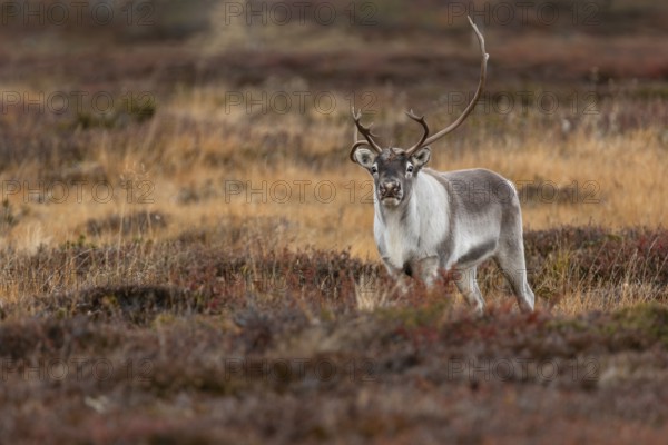 The reindeer bull (Rangifer tarandus) attentively follows his herd, rutting season, mating season, autumn, Sweden