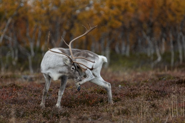 A reindeer bull (Rangifer tarandus) grooming, rutting season, mating season, autumn, Sweden