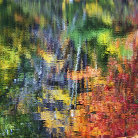 Trees reflected in water surface, riverbank, river landscape, bright autumn leaves, Indian summer, Maine, New England, USA