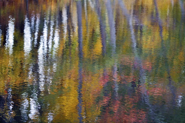 Trees reflected in water surface, riverbank, river landscape, autumn leaves, Indian summer, Maine, New England, USA