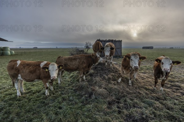 Cows, cattle, young animals, herd of cattle, standing, frontal, fog, high fog, back light, foothills of the Alps, near Schlehdorf, Bavaria, Germany