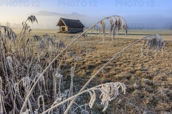 Hut, wooden hut, morning light, sunny, frost, hoarfrost, cold, grasses, reeds, winter, fog, mountains, Loisach-Lake Kochel-Moors, view of Herzogstand, Heimgarten, Alpine foothills, Bavaria, Germany