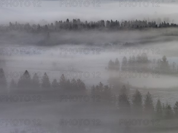 Clouds of fog, fog, trees, conifers, winter, snow, aerial view, Alpine foothills, Bavaria, Germany