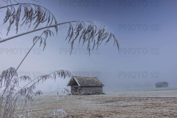 Hut, wooden hut, grasses, frost, hoarfrost, cold, winter, fog, high fog, mountains, Loisach-Lake Kochel-Moors, Alpine foothills, Bavaria, Germany