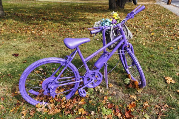 Purple painted bicycle with flowers, decoration, autumn leaves in a meadow, Ogunquit, Maine, New England, USA