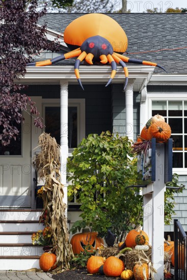 Inflatable orange spider on canopy, decoration, pumpkins in front garden, Halloween, Ogunquit, Maine, New England, USA