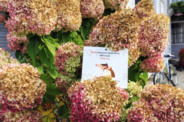 Withered flowers of a hydrangea in the front yard, funny sign warns against touching, theft, Ogunquit, Maine, New England, USA