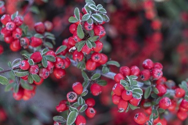 Fan-shaped cotoneaster (Cotoneaster horizontalis), Emsland, Lower Saxony, Germany