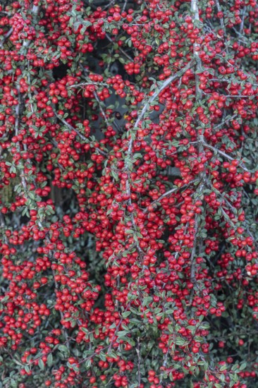 Fan-shaped cotoneaster (Cotoneaster horizontalis), Emsland, Lower Saxony, Germany