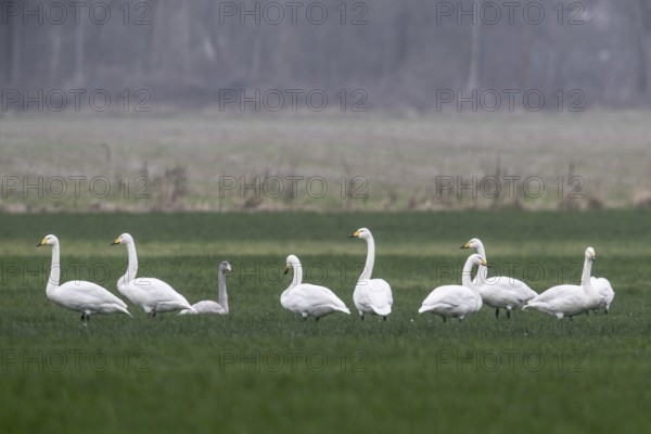 Whooper swans (Cygnus cygnus), Emsland, Lower Saxony, Germany