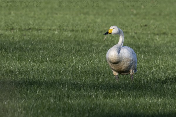 Whooper swan (Cygnus cygnus), Emsland, Lower Saxony, Germany