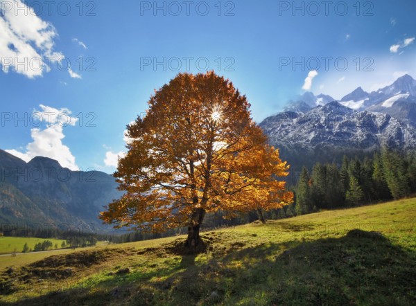 Maple tree against light, autumnal, foothills of the Alps, Germany