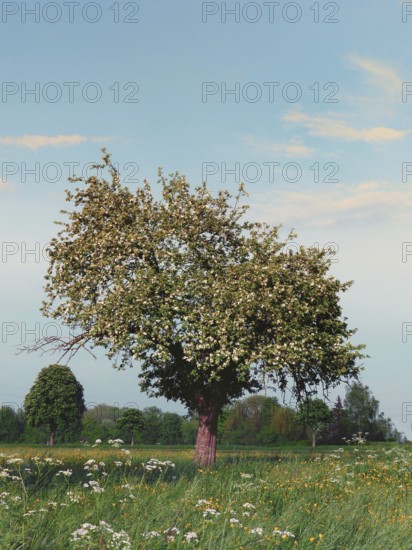 Apple tree, blooming, Upper Bavaria, Germany