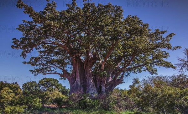 Baobab tree in Namibia, characteristic tree species in dry tree savanna, mostly in lowlands of Africa, Namibia, southern Africa
