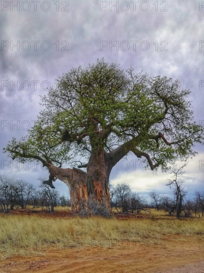 Baobab tree in Namibia, characteristic tree species in dry tree savanna, mostly in lowlands of Africa, Namibia, southern Africa