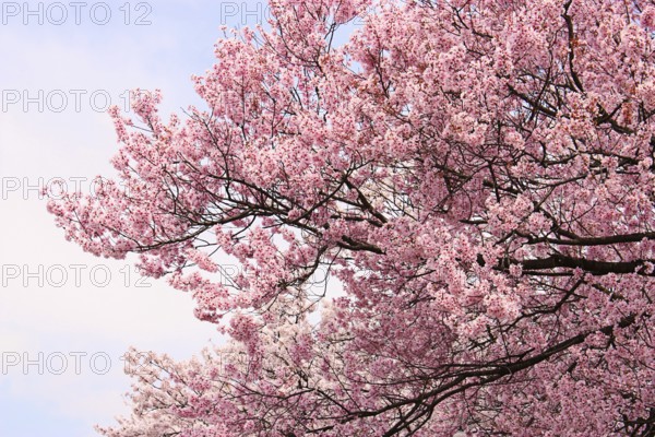 Cherry blossoms, cherry tree, cherry blossoms, Kamakura, Japan