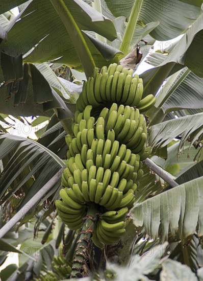 Banana tree with green bananas, Canary Islands