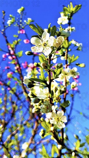Apricot blossoms in the garden