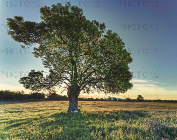 Ash, also common ash or tall ash, tree, Germany