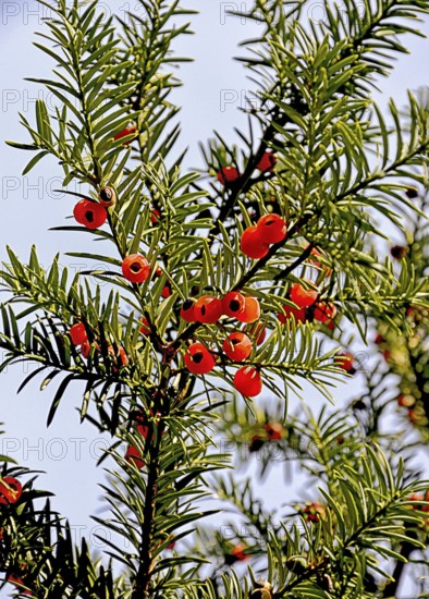 Fruits on a European yew tree, southern Germany