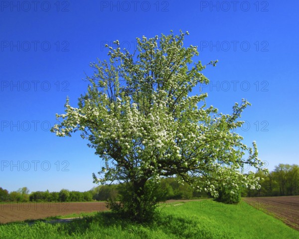 Pear tree, Lake Constance region, Germany
