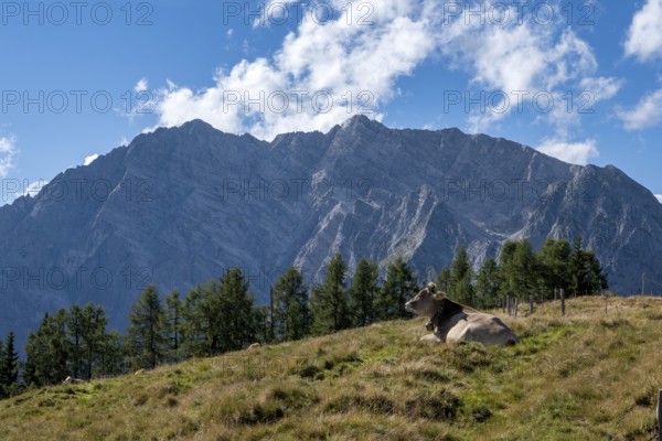 Cow on the Gotzenalm alpine meadow with the Watzmann and its east face, Berchtesgaden National Park, Bavaria, Germany
