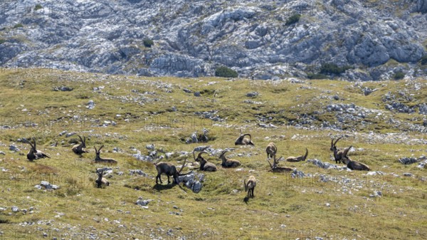 A herd of Alpine ibex (Capra ibex) on the summit of the Kahlersberg, Berchtesgaden National Park, Bavaria, Germany
