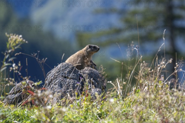 Alpine marmot (Marmota marmota) on the Priesbergalm in Berchtesgaden National Park, Bavaria, Germany