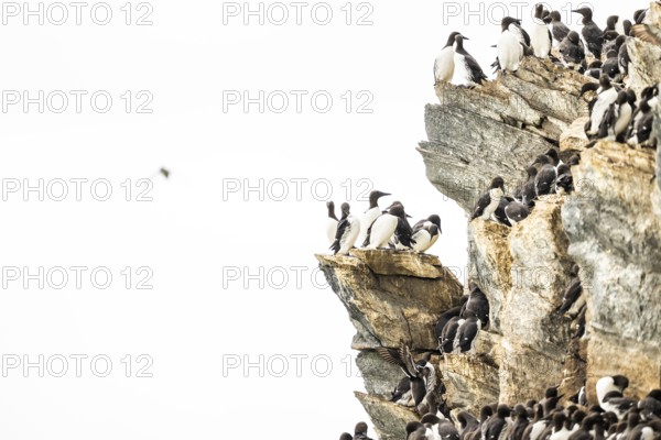 Common guillemots (Uria aalge) crowd together on a rocky cliff in their breeding colony in a natural environment, Hornoya, Vardø, Finnmark, Norway